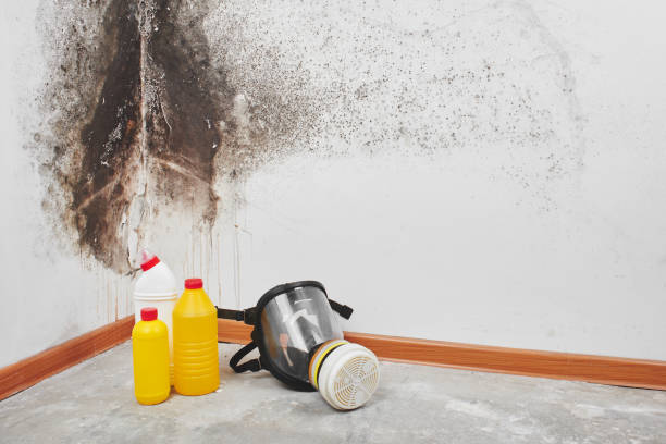Best Local Mold Removal Service  in Shasta Lake, CA