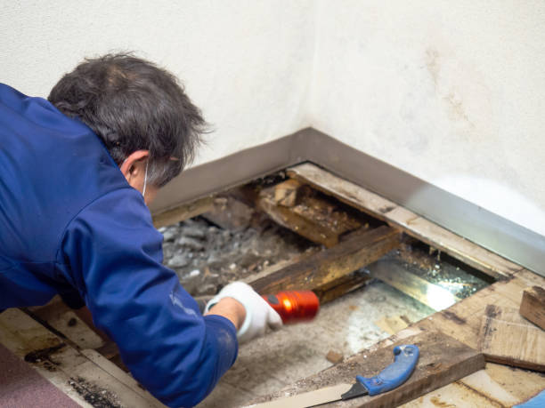 Best Best Mold Removal Companies  in Shasta Lake, CA