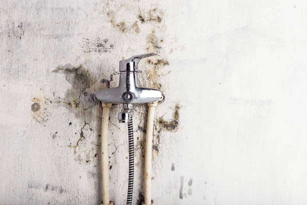Office Mold Removal Services in Shasta Lake, CA