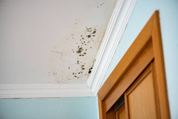 Best Mold Removal Specialists  in Shasta Lake, CA