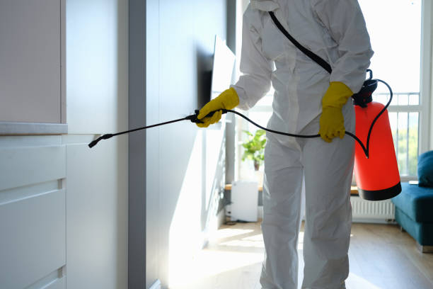 Shasta Lake, CA Mold Removal Company