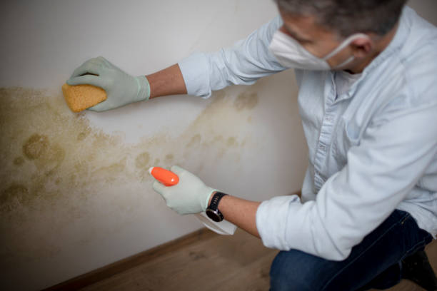 Best Toxic Mold Removal  in Shasta Lake, CA