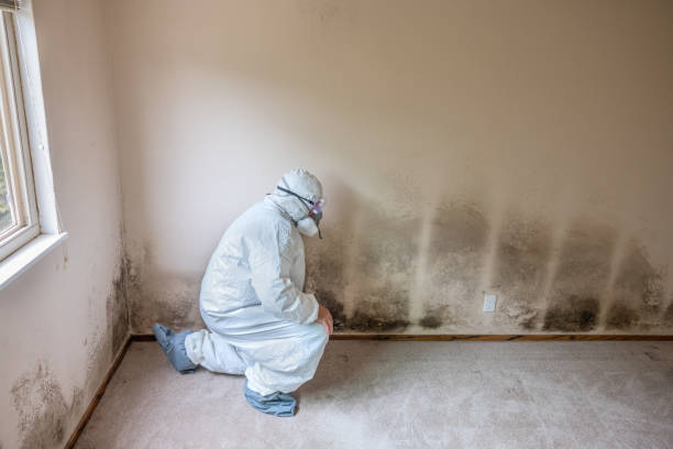 Best Office Mold Removal Services  in Shasta Lake, CA