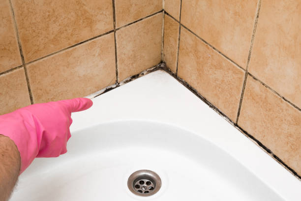 Mold Testing and Removal in Shasta Lake, CA