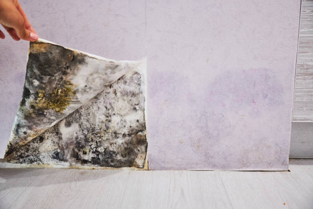 Best Attic Mold Removal  in Shasta Lake, CA